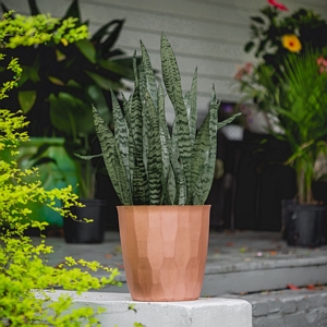 Black Coral Snake Plant